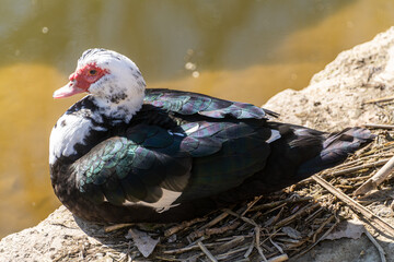duck in the wild