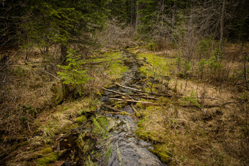 Beautiful moss-covered mountain stream