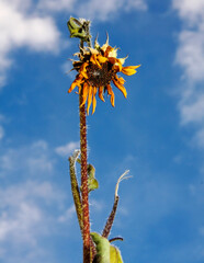 Obraz premium Sunflower