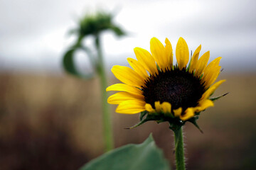 Fototapeta premium Sunflower on a cloudy day.
