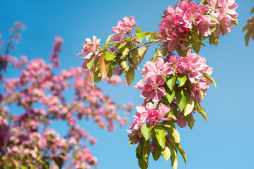 Tree with pink flowers on blue sky close up