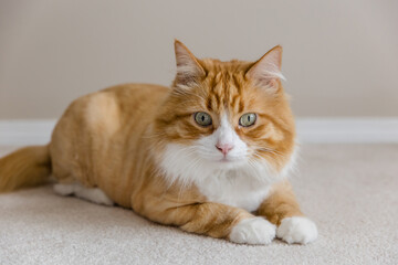 White and orange tabby cat lounging