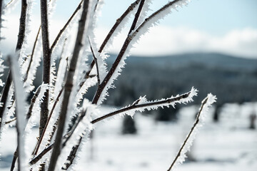 Frozen branches, winter at Sumava national park