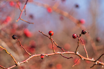 Rosehip bush on which are dry fruits. There are sharp thorns on the branches.