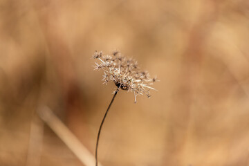 Dry grass flower in the meadow. The background is nice bokeh.