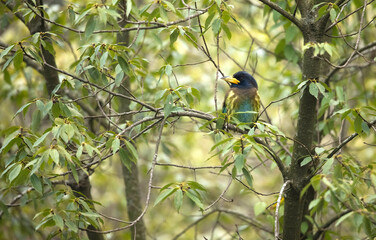 Great Barbet perched on a tree branch
