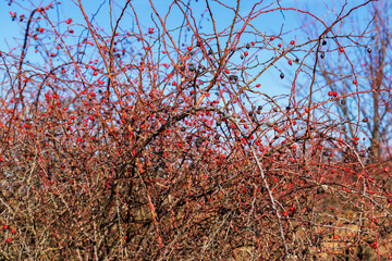 Rosehip bush on which are dry fruits. There are sharp thorns on the branches.