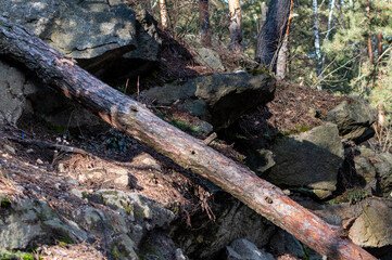 Fototapeta na wymiar Fallen pine tree trunk on a stone slope in sunny forest