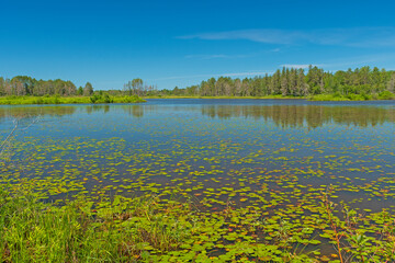 Calm Pond in the North Woods