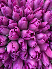 close up of bouquet of purple tulips