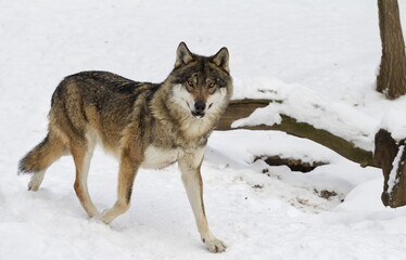 male Eurasian wolf (Canis lupus lupus) runs around in the snow