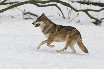 male Eurasian wolf (Canis lupus lupus) running around in the snow