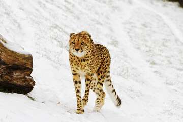 nice cheetah (Acinonyx jubatus) running on the snow