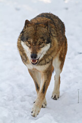 male Eurasian wolf (Canis lupus lupus) running through the snow