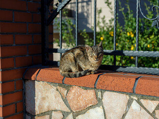 Cat on the wall