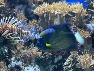 Fototapeta na wymiar Koralle unter Wasser