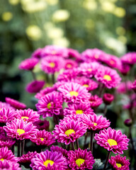 Obraz premium industrial agricultural production of flowers en los andes Venezolanos south America