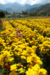 industrial agricultural production of flowers en los andes Venezolanos south America