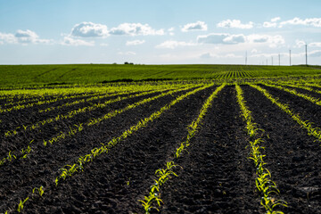 Panoramic view of rows of young corn plants on a moist field in a spring. Agricultural rural landscape.
