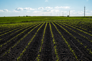 Fototapeta na wymiar Agricultural field with rows of young corn in fertile soil with a blue partly cloudy sky. Rural landscape. Agriculture.