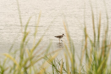 In the distance through the grass a lone brown speckled Dowitcher long billed water bird wades in the shallow river and hunts for fish and insects as it passes these wetlands along its migration