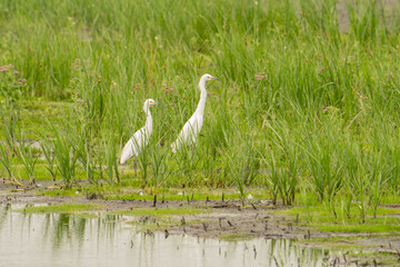 Muddy banks of shallow freshwater wetland on river delta where green grass and reeds grow for great white egret and other waterbird species to migrate and nest year round on the coast