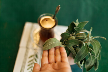 Sage tea in glass teacup and sage leaves on green background. Hand holding Sage leaves. Medicinal...