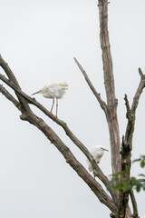 Dead tree branches sticking out of the wetland swamp ground as a pair of white egret waterbirds avian species of bird perch on the trees wood limbs keeping lookout for prey in the shallow waters below