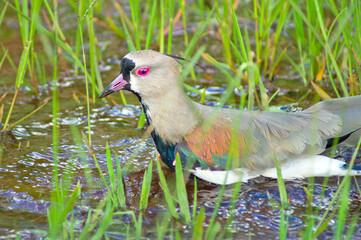 bird want want bathing in waterlogged grass