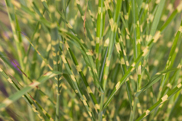 Horizontal background of green ornamental grass blades, miscanthus (Zebragras), which is being harvested as biomass crop.