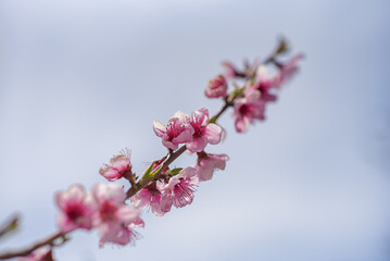 Pink Peach Flowers Blooming on Peach Tree