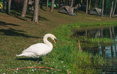 white swan with forest background