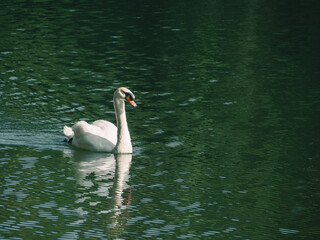 A white swan swimming on the water