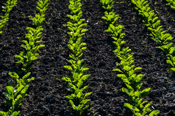 Closeup of rows young sugar beet plants growing in the recently cultivated soil on a farm....