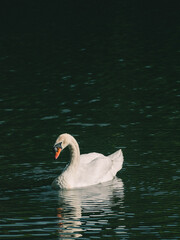 A white swan swimming on the water