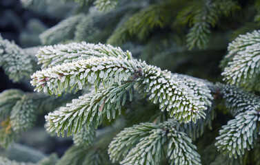 Branch of a fir tree with frost, shallow depth of field