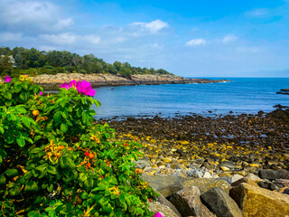 Flowers on the coast on Marginal Way trail in Ogunquit, Maine