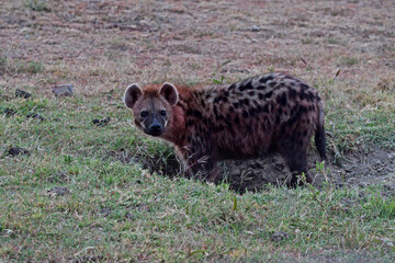 Hyena on early morning hunt.