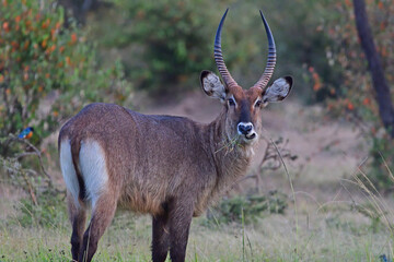 Large waterbuck chewing grass.