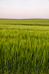 Landscape of fresh young unripe juicy spikelets of barley. Agricultural process. Agriculture.