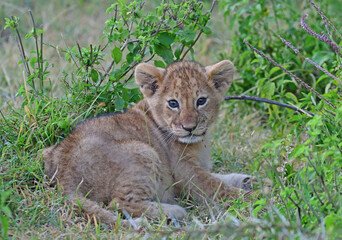  Lion cub resting in grass.