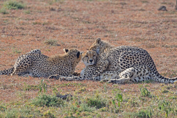 Mother cheetah with nearly grown cubs.