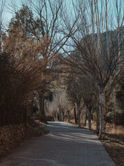 Arboles conun camino largo