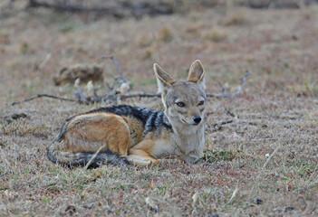 Black backed jackal resting.
