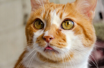close up portrait of a yellow cat with tongue out