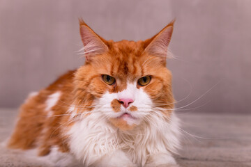 Cute main coon cat on the wooden background