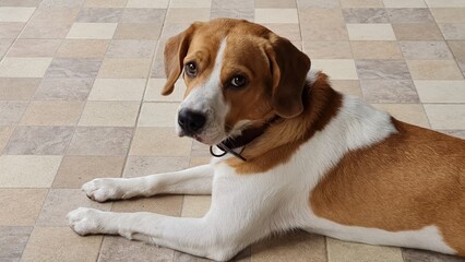 beagle puppy looking at camera