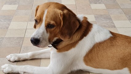 beagle dog portrait