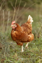 Portrait of a free-range hen
