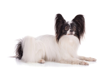 Continental toy spaniel, papillon Dog Isolated